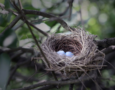 A bird nest in its natural environment - beautiful, but a completely instinctive creation. blog.duncraft.com