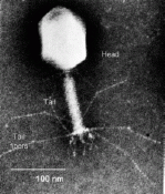 This is an actual image of a bacteriophage. Isn't it creepy? It only functions to replicate itself, yet it does not even hold the basic characteristics of life to consider it a living cell. I cannot help attribute it to something "bad" when I see it. www.sandwalk.blogspot.com